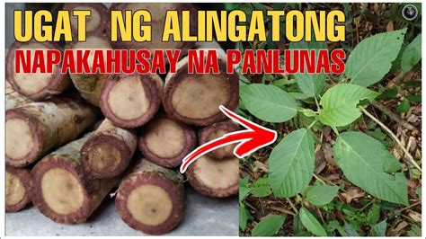 alingatong tree in ilocano